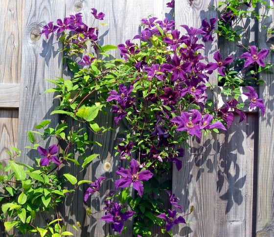 Waldrebe (Clematis Etoile Violette) eignet sich zur Fassadenbegrünung